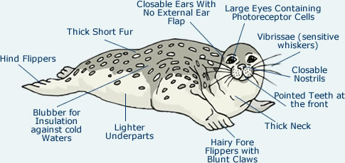 seal anatomy harp seals body animals adaptations animal diagrams diagram fur marine structural arctic mammals they morphology their environment life
